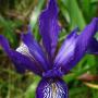 Douglas Iris (Iris douglasiana): A very common native which prefers to live near the coast.